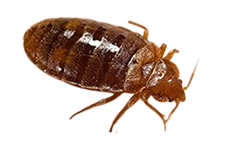 Fumigacion de chinches